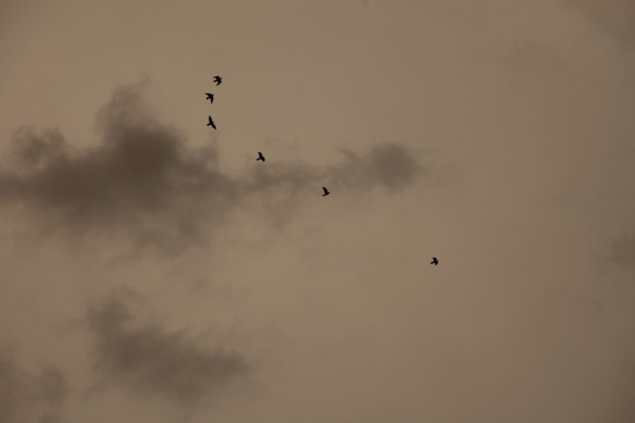 Birds flying against clouds