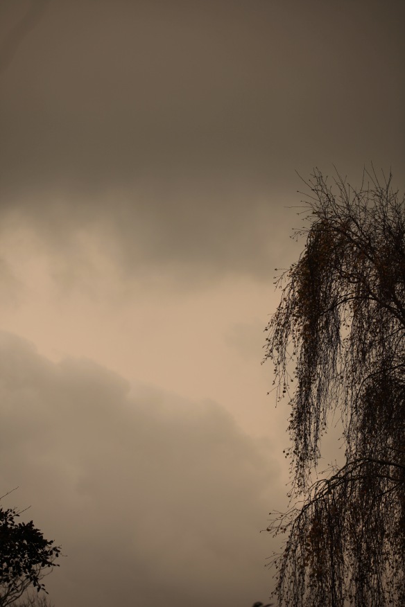 Clouds and weeping birch