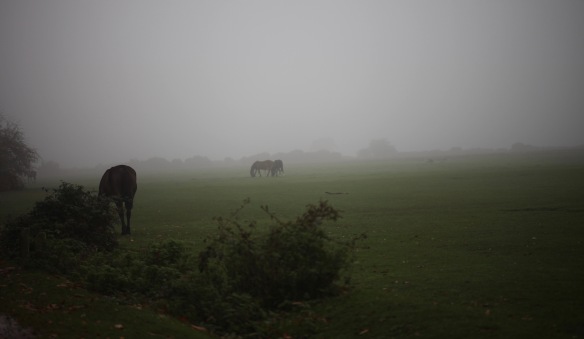 Ponies in mist 2