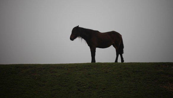 Pony at Wilverley Pit
