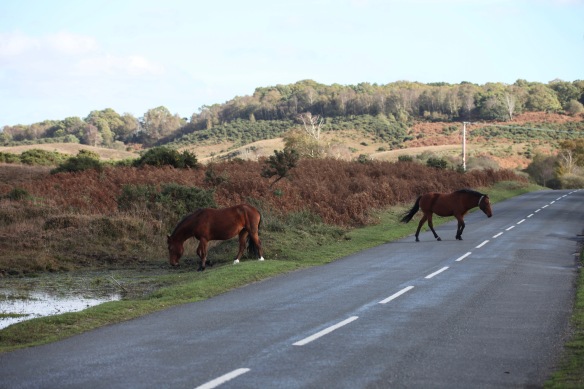 Ponies on moorland road 2
