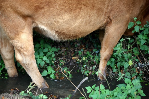 Cows feet in ditch water 1