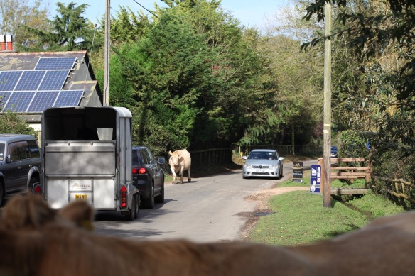 Cow on road 1