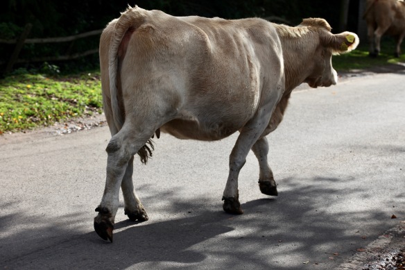 Cow on road 2