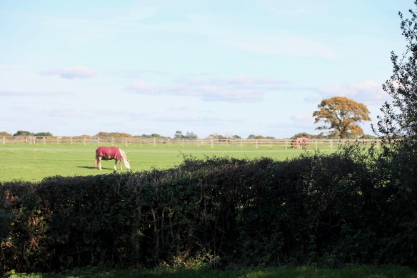 Horses in field 1