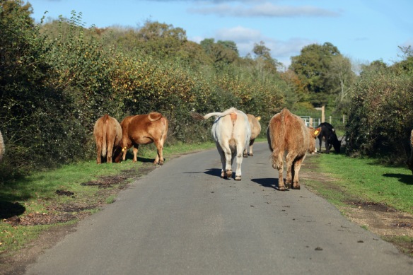 Cattle on road 2