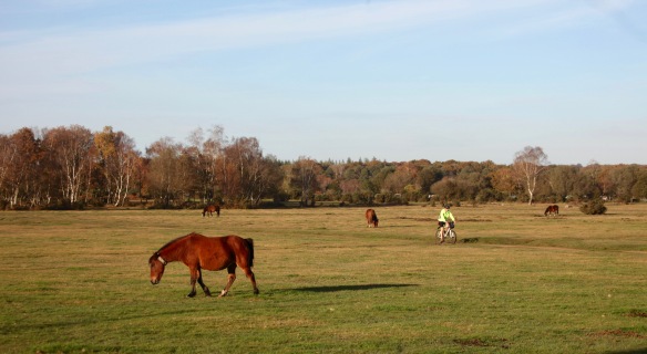 Ponies and cyclist on heath