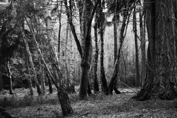 Forest scene 3 Version 2