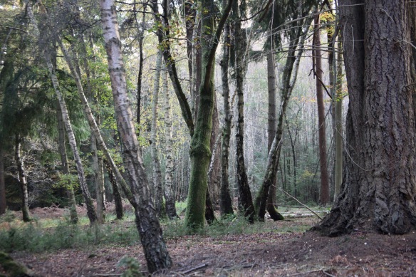 Forest scene 3