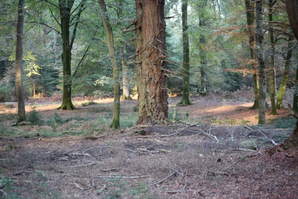 Forest scene 4