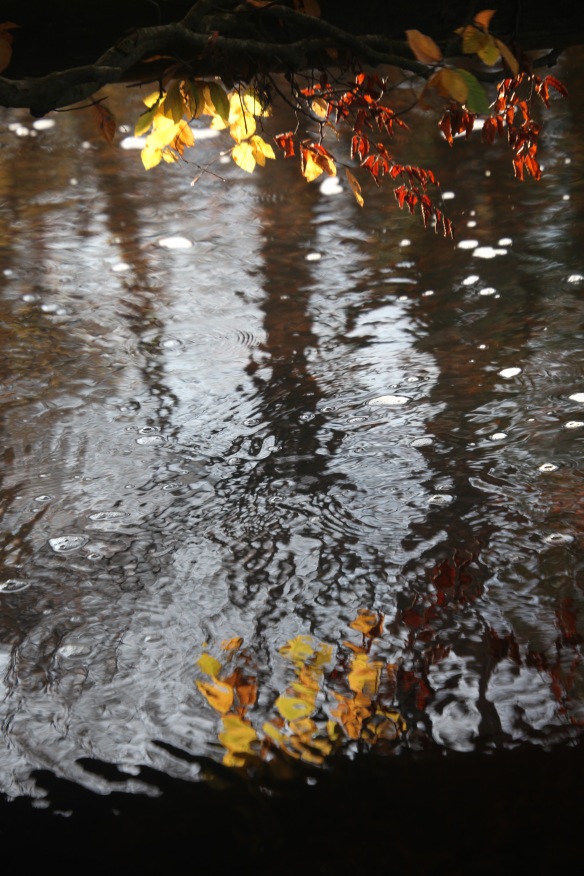 Autumn leaves and reflection