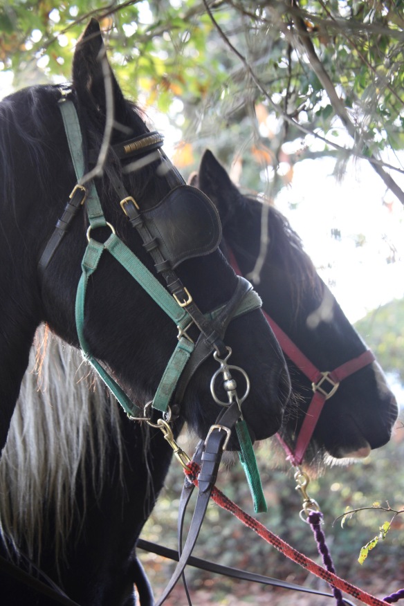 Horses heads in harness