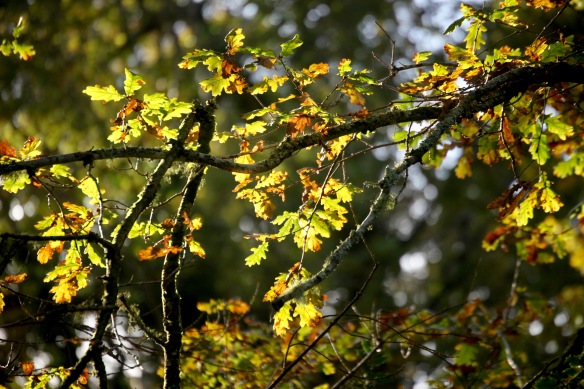 Oak leaves backlit