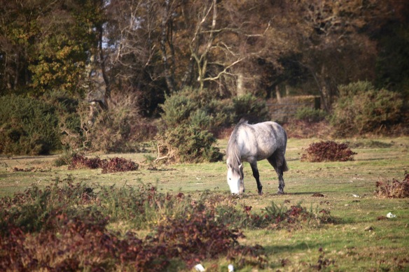 Pony in landscape 4