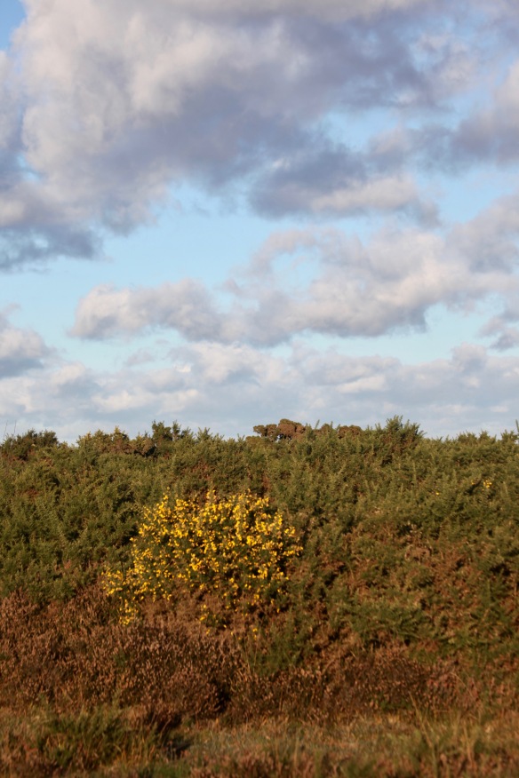 Landscape with gorse
