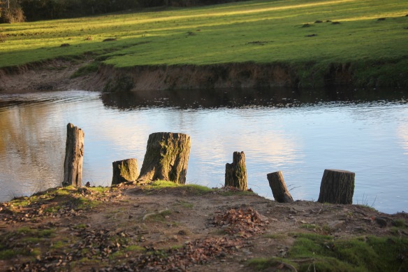 Stumps by water