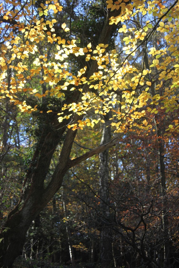 Trees in autumn 1