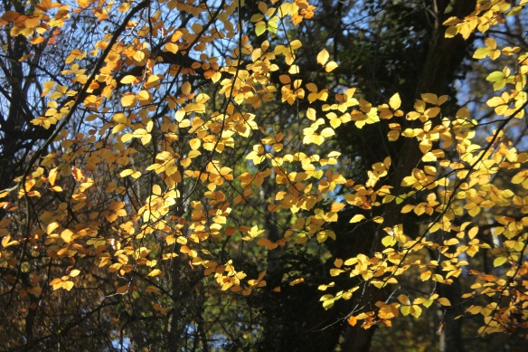 Autumn leaves 1