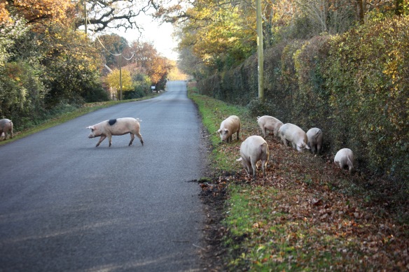 Pigs on road 1
