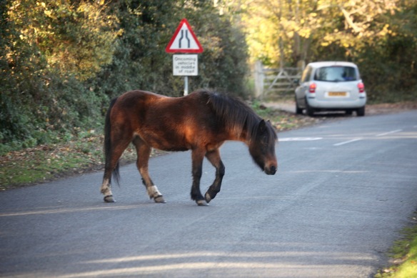 Pony on road 1