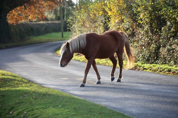 Pony on road 2