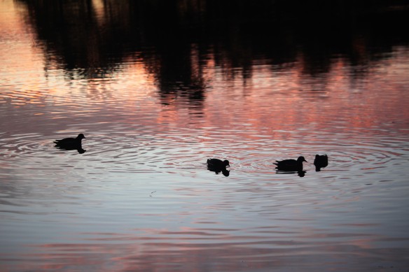Sunset and waterfowl