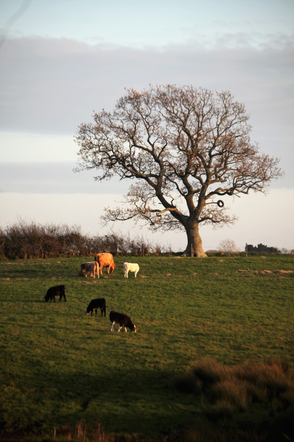 Cattle on hillside