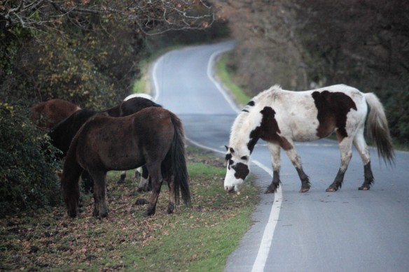Ponies on road
