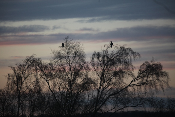 Birds silhouetted in trees