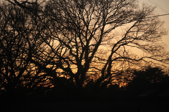 Trees and sunset