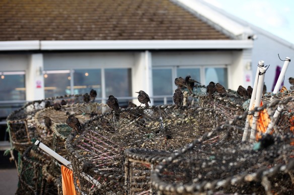 Starlings on crab pots