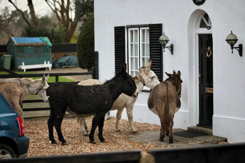 Donkeys queuing for food 1