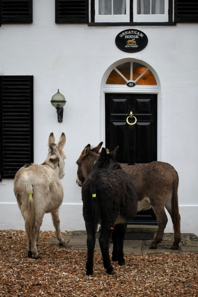 Donkeys queuing for food 2