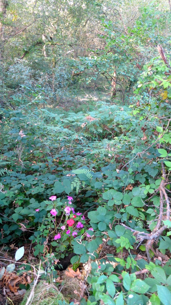 Impatiens in forest