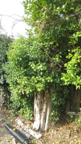 Ivy covered stump