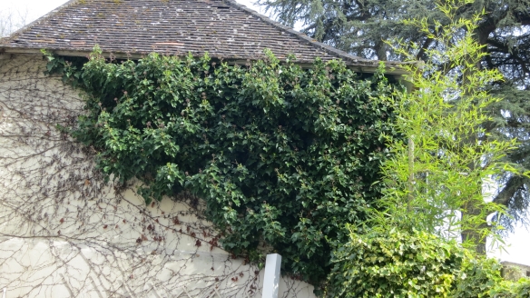 Ivy on back wall