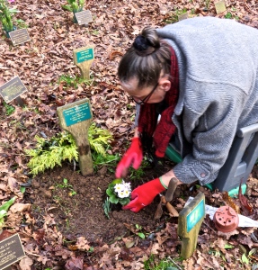 Jackie planting primulas