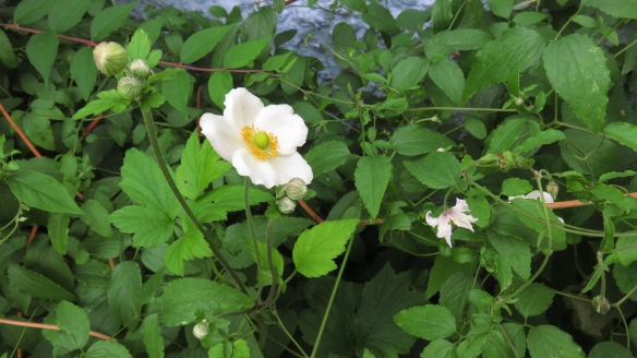 Japanese anemone and clematis Campaniflora