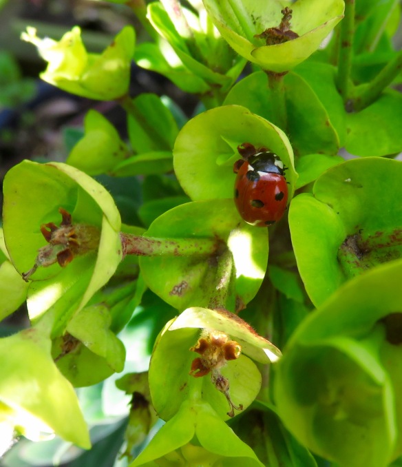 Ladybird on euphorbia