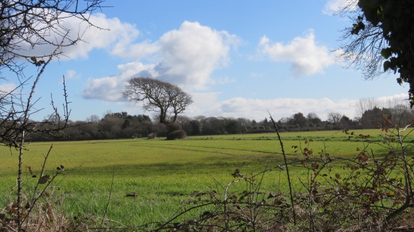 Landscape with bent oak 2