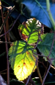 Leaves backlit