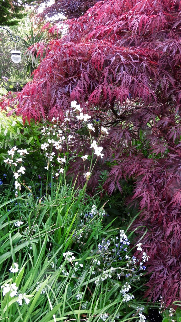 Libertia and red Japanese maple