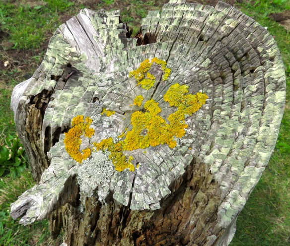 Lichen on stump