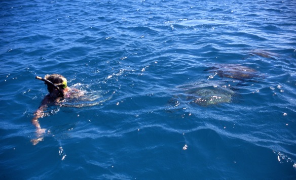 Louisa swimming with turtles 2