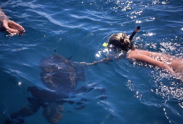Louisa swimming with turtles 4