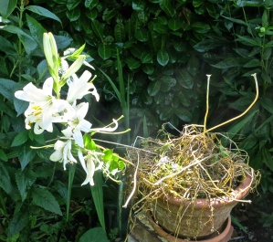 Madonna lily and dried up pansies and tulip stalks