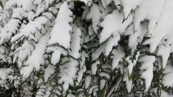 Mahonia in snow 1.13