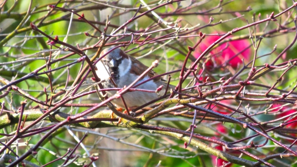 Male house sparrow 1