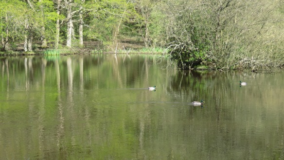 Mallards on Eyeworth Pond