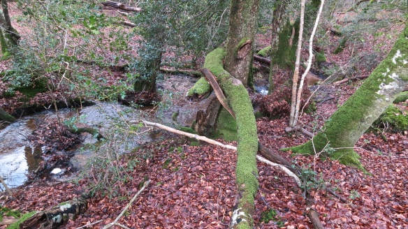 Malwood stream (1)